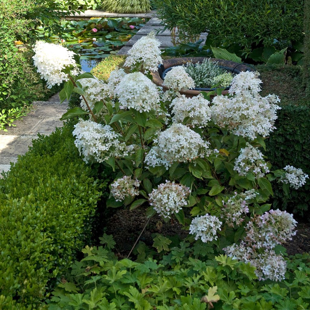 Hortensja bukietowa Phantom