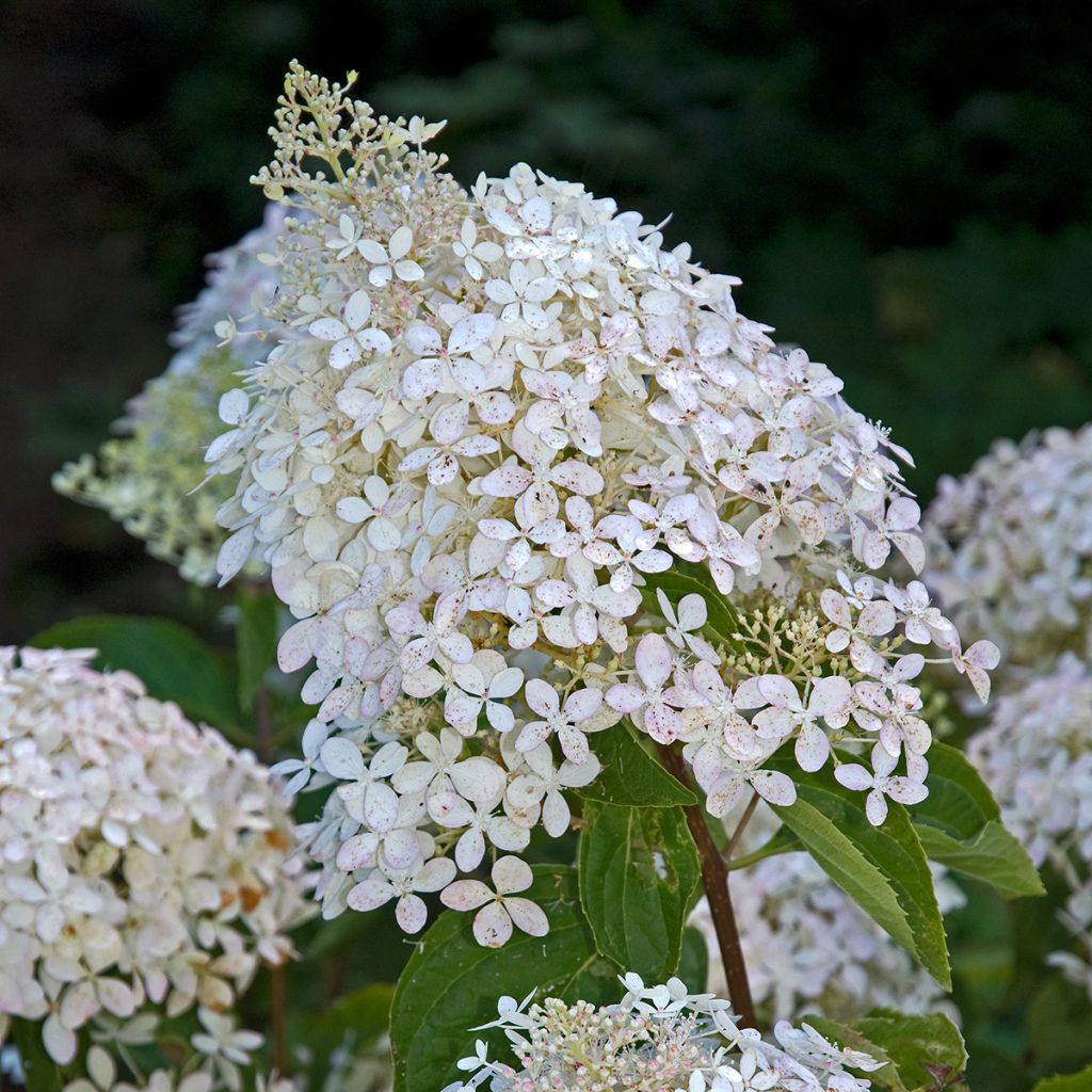 Hortensja bukietowa Phantom