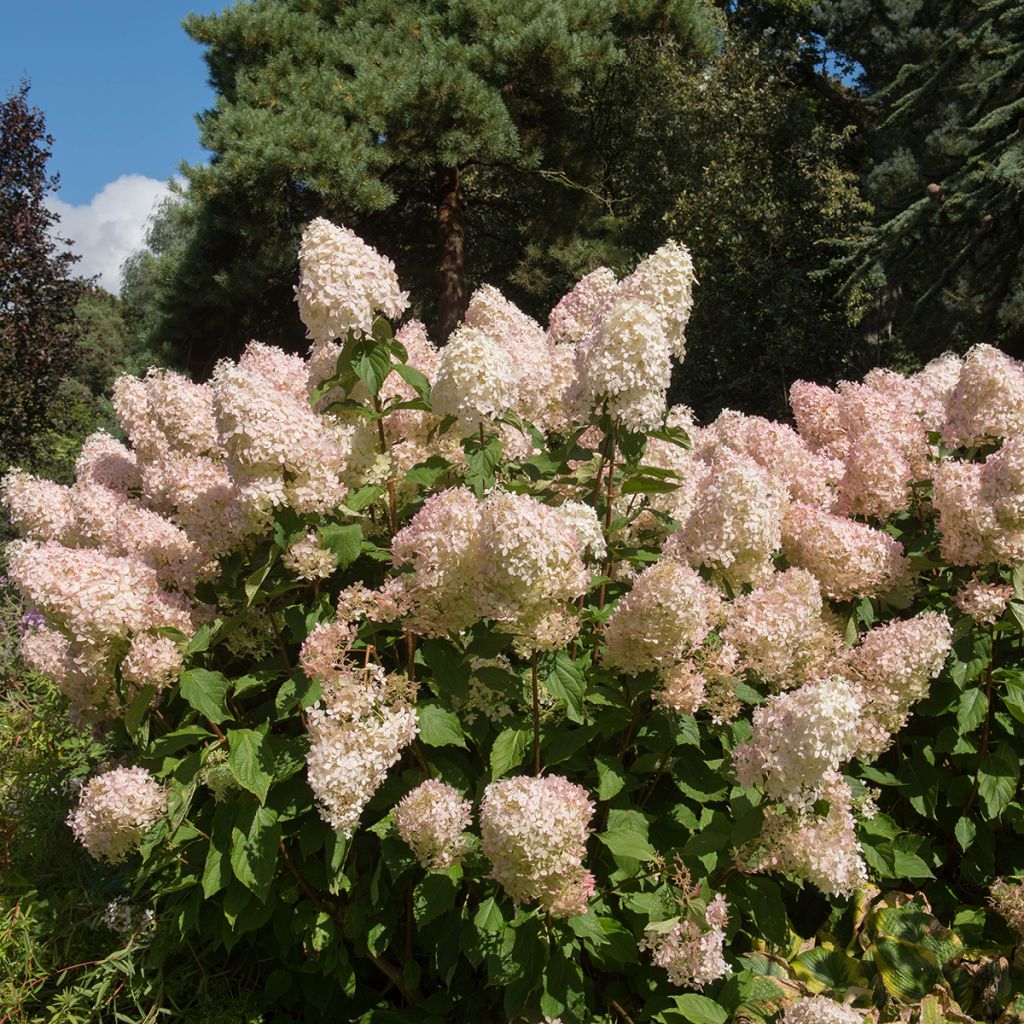 Hortensja bukietowa Phantom