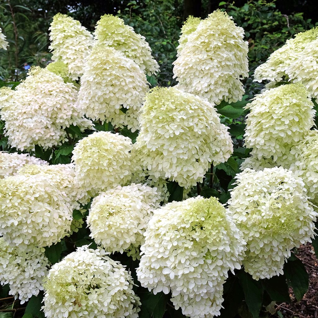Hortensja bukietowa Phantom