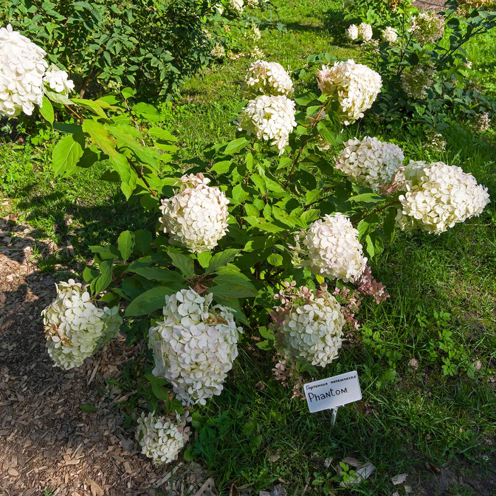 Hortensja bukietowa Phantom