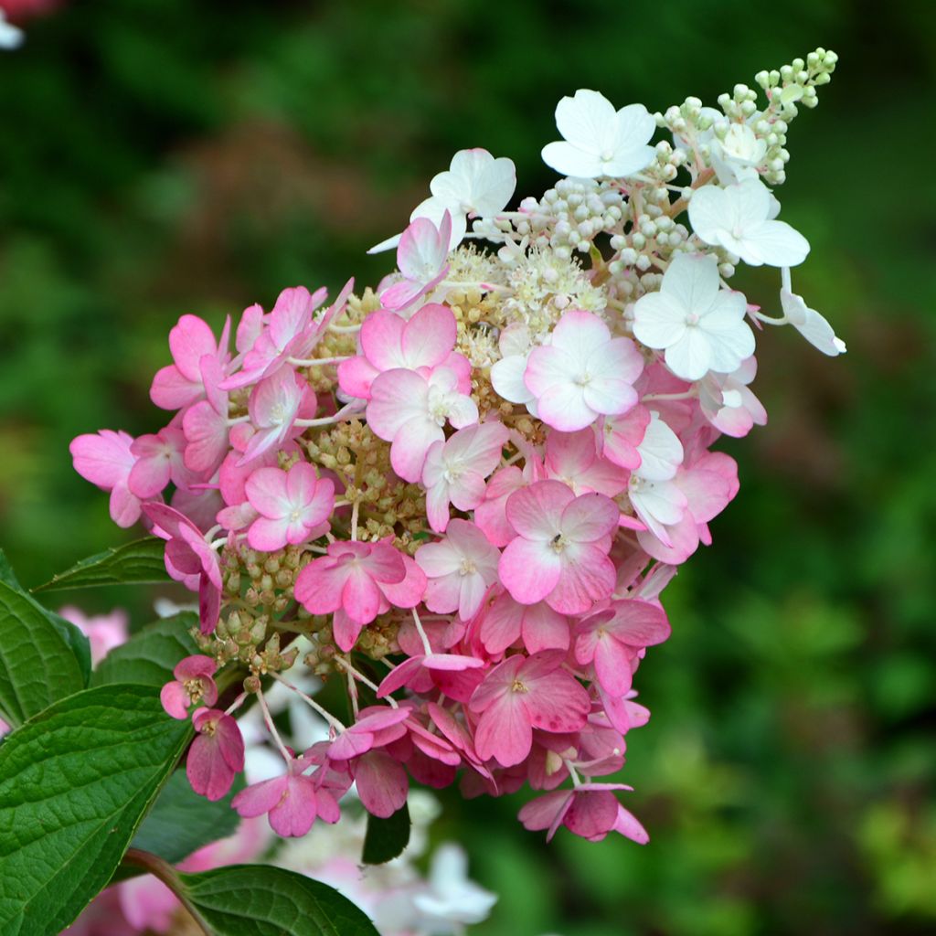 Hortensja bukietowa Pinky Winky