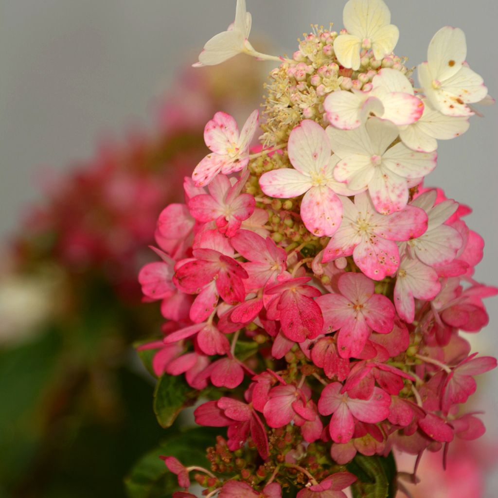 Hortensja bukietowa Pinky Winky