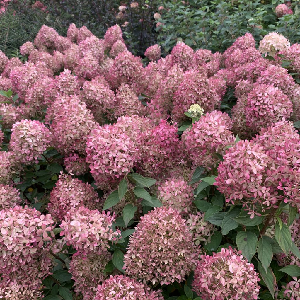 Hortensja bukietowa Pixio
