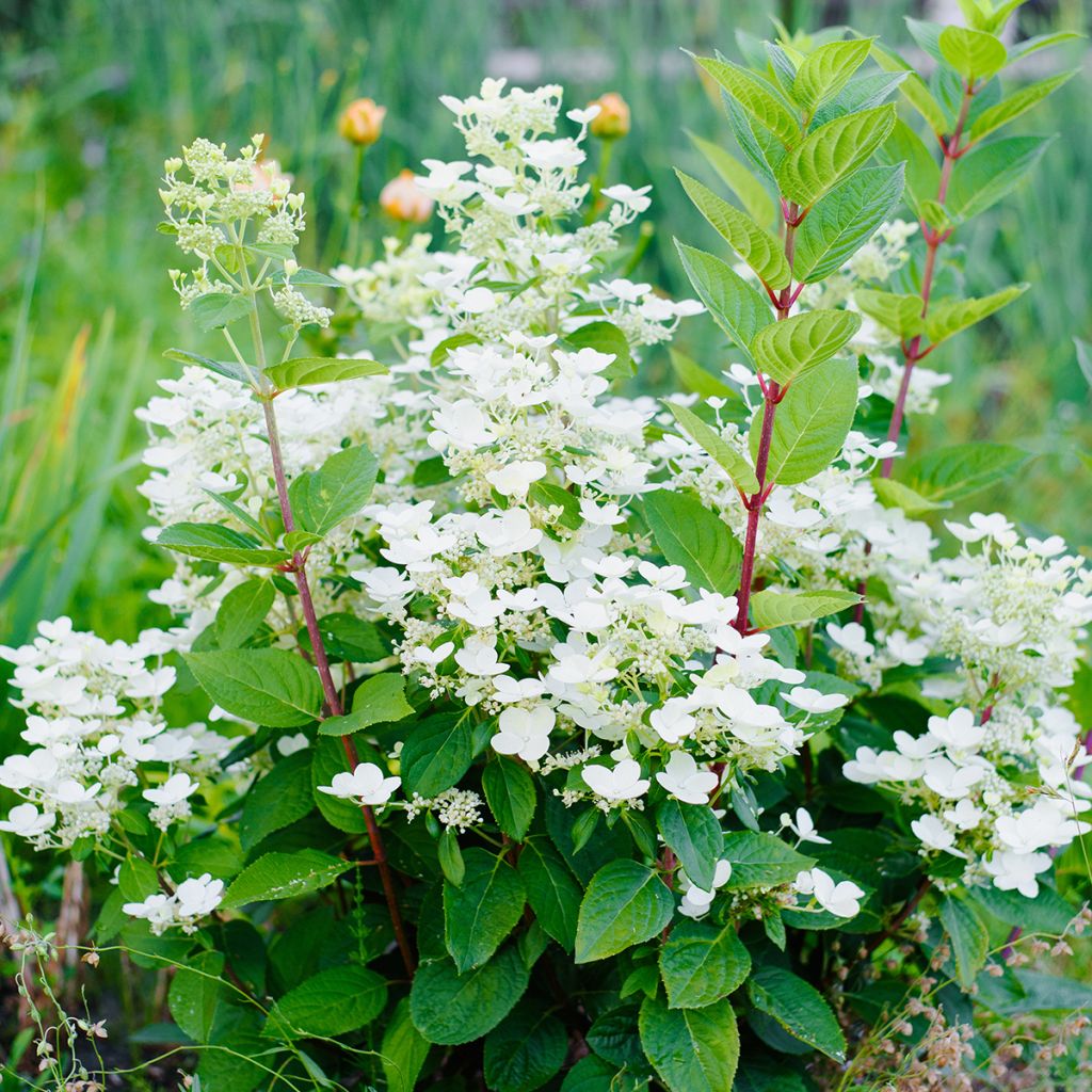 Hortensja bukietowa Wim's red