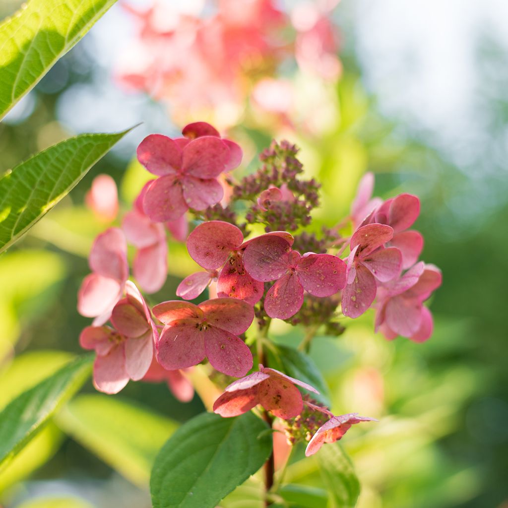 Hortensja bukietowa Wim's red
