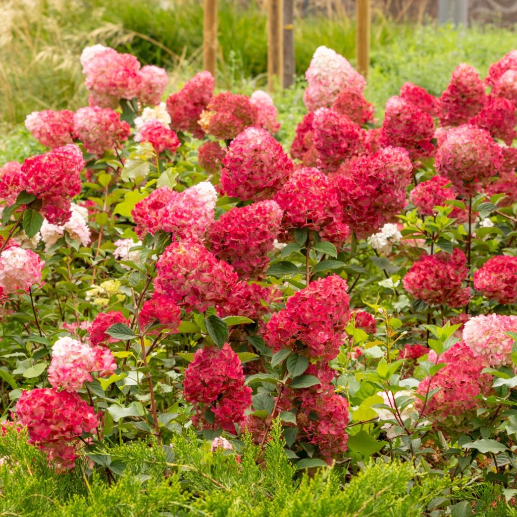 Hortensja bukietowa Wim's red