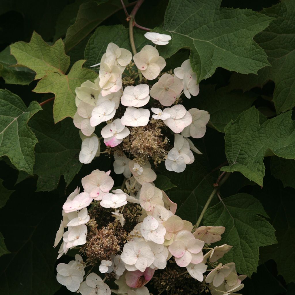 Hortensja dębolistna Burgundy