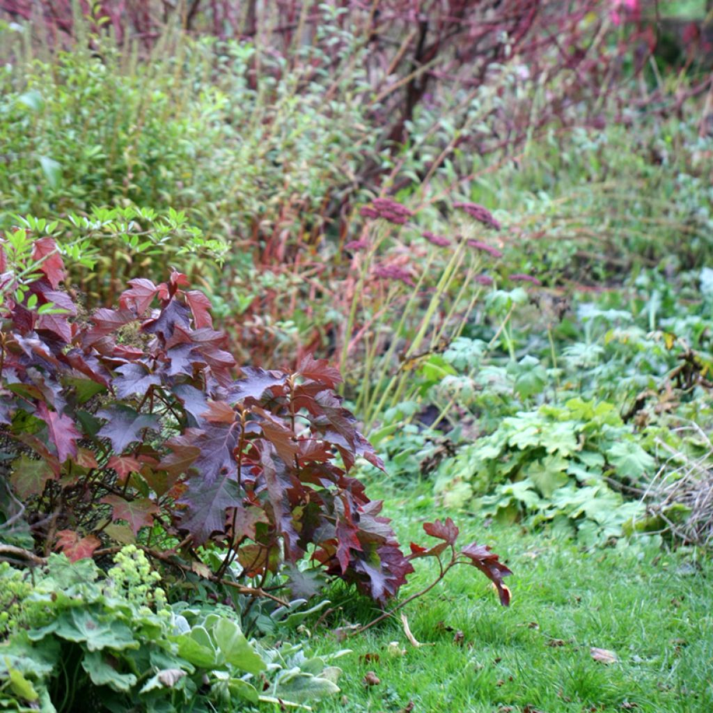 Hortensja dębolistna Burgundy