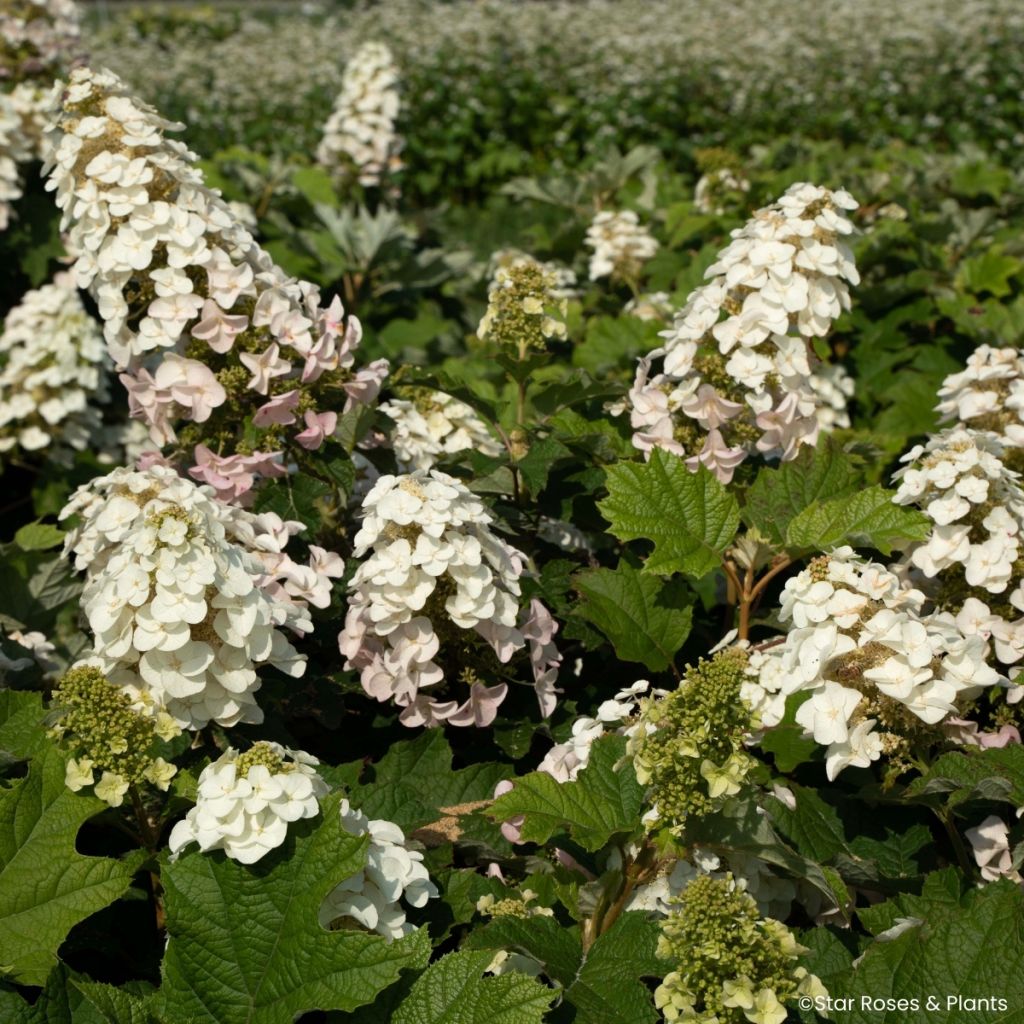 Hortensja dębolistna Little Yeti