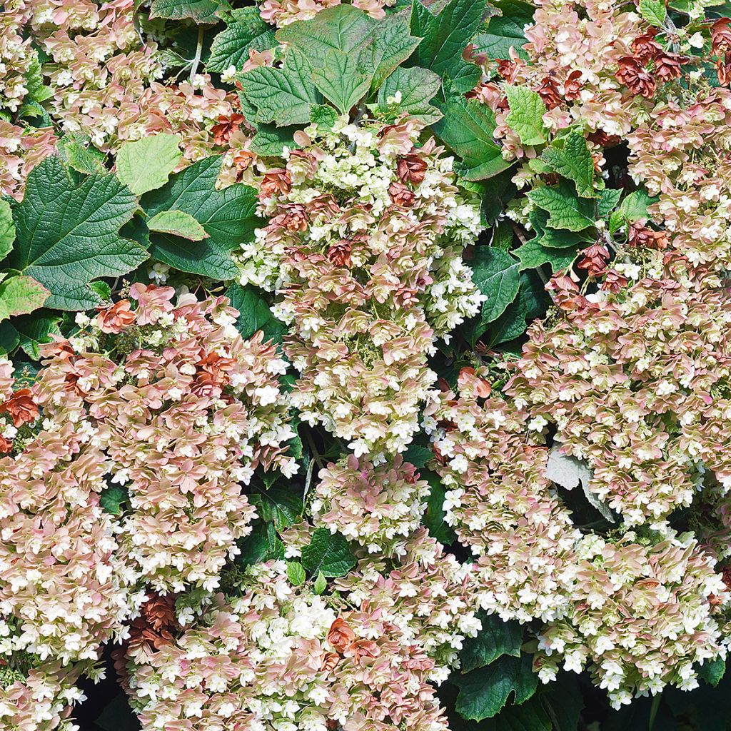 Hortensja dębolistna Snowflake