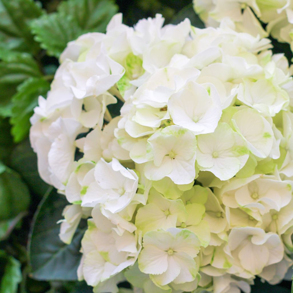 Hortensja ogrodowa Bright White