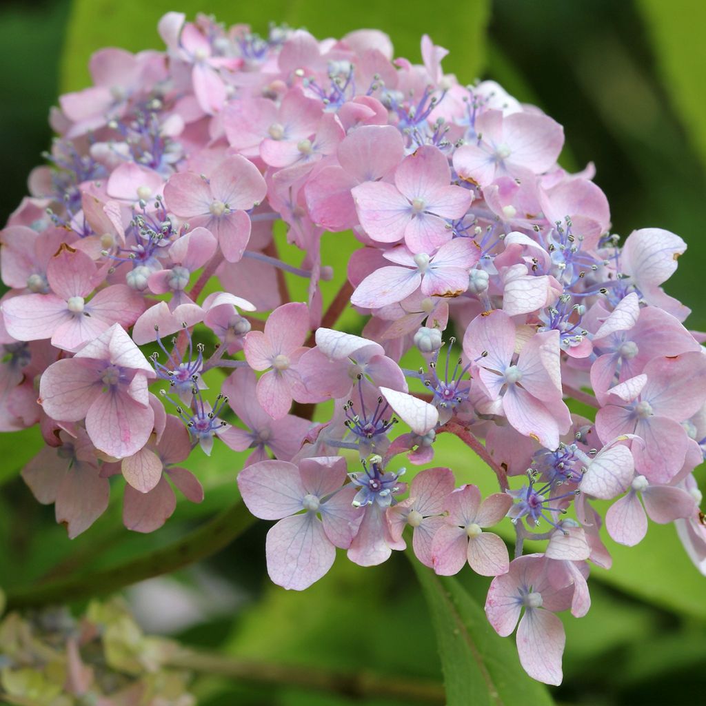 Hortensja ogrodowa Spreading beauty