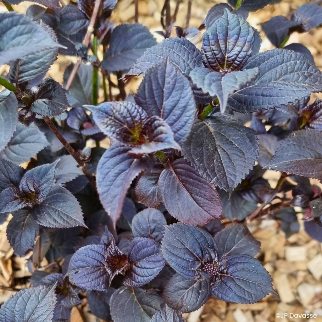 Hortensja piłkowana Choco Black Velvet