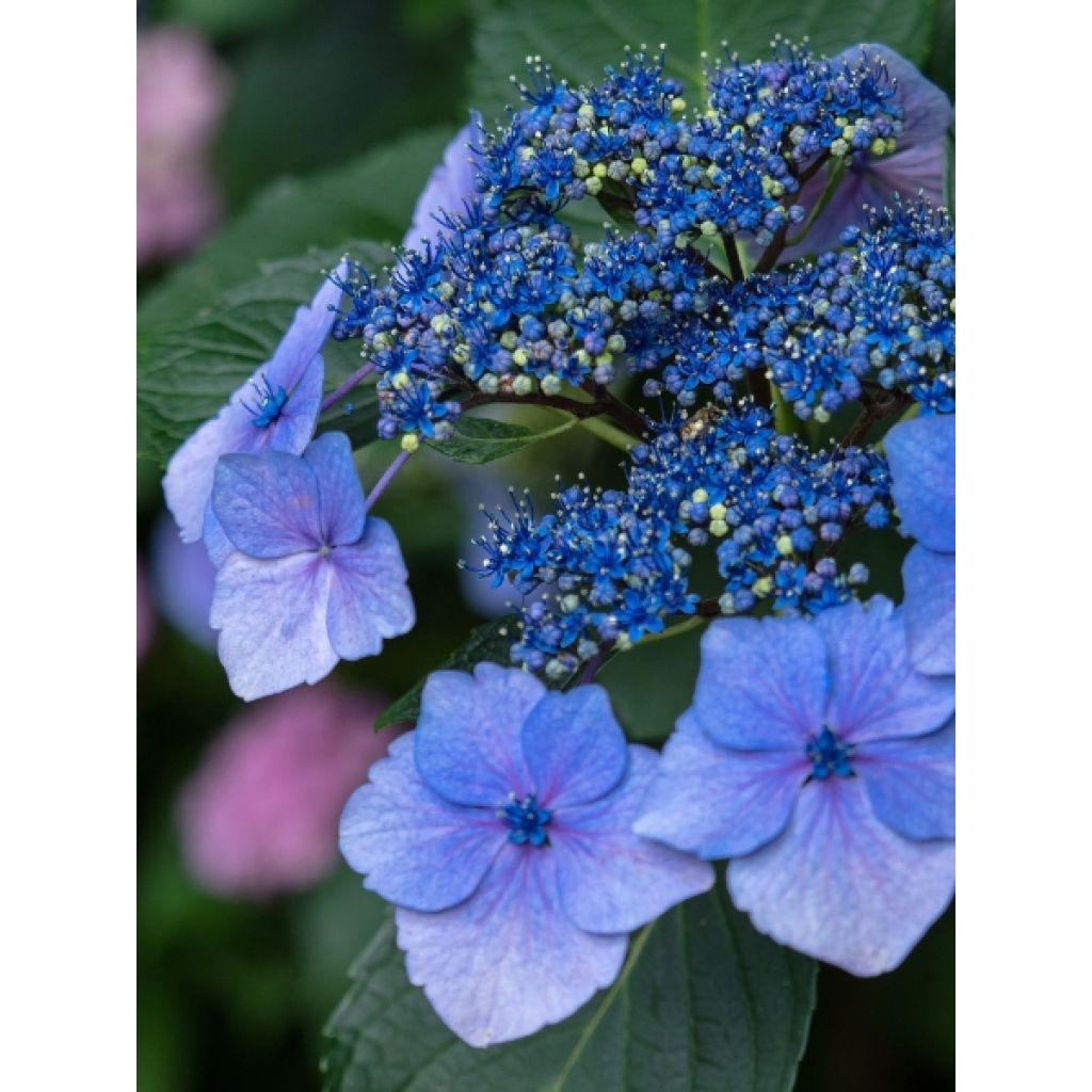 Hortensja piłkowana Blue Bird