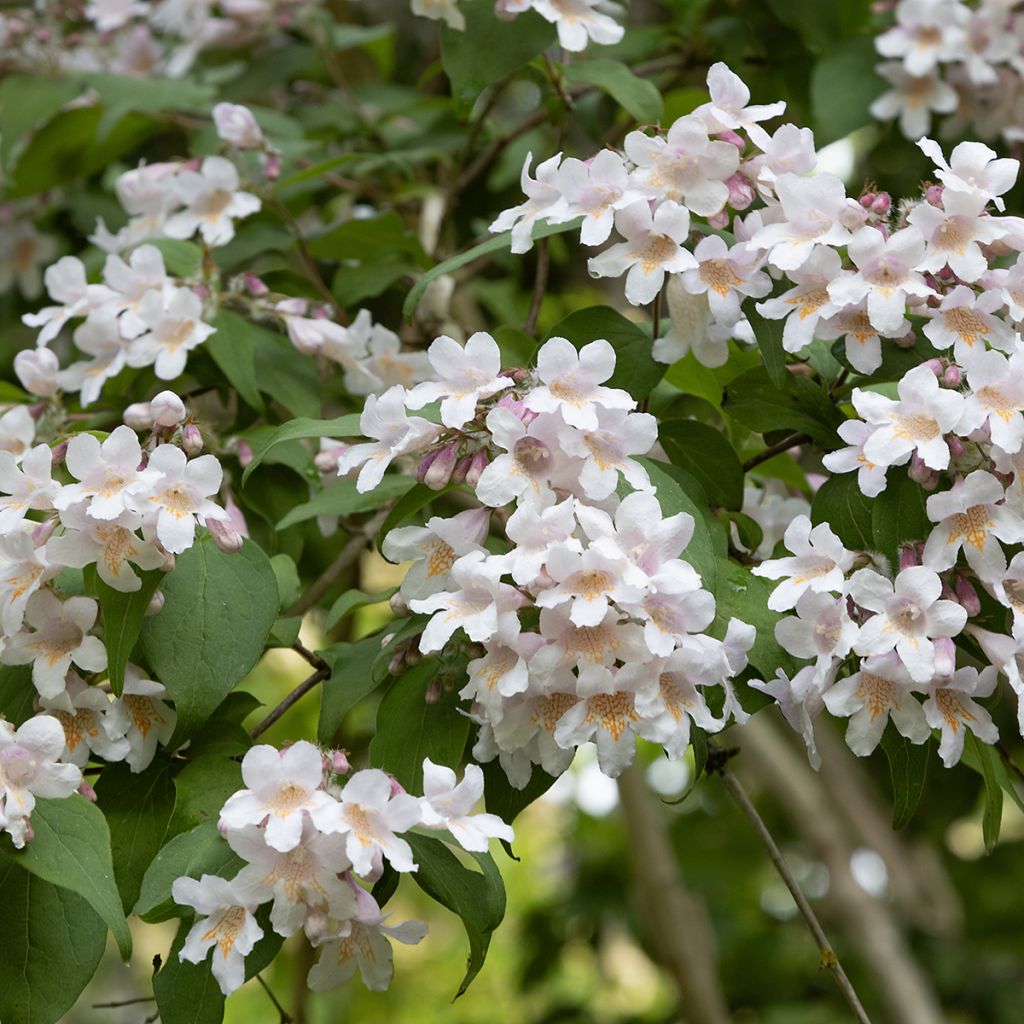 Kolkwitzia amabilis - Kolkwicja chińska