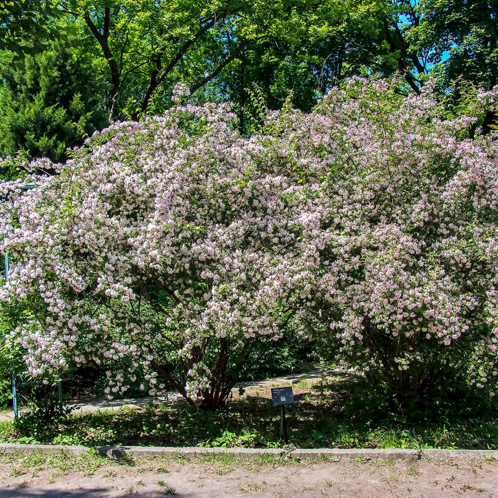 Kolkwitzia amabilis - Kolkwicja chińska
