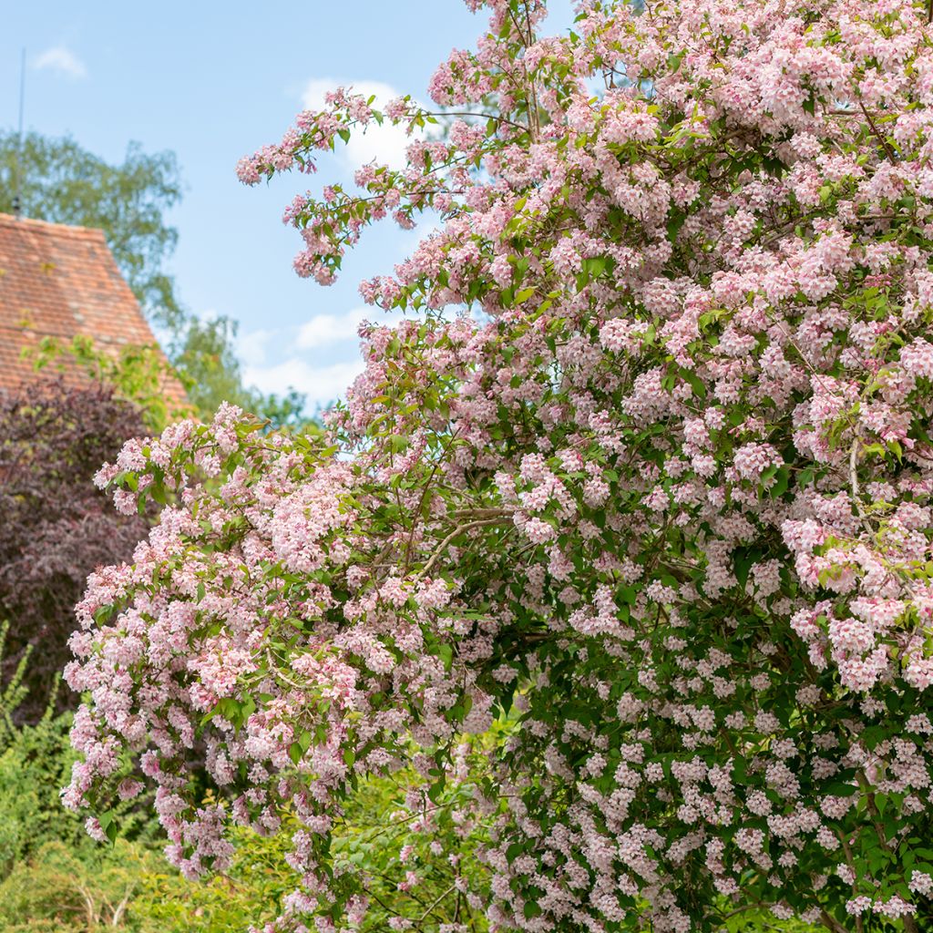 Kolkwitzia amabilis - Kolkwicja chińska
