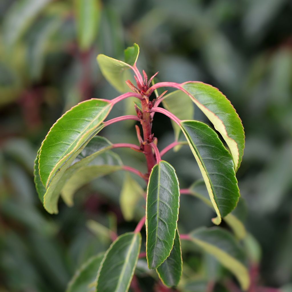 Laurowiśnia iberyjska Angustifolia