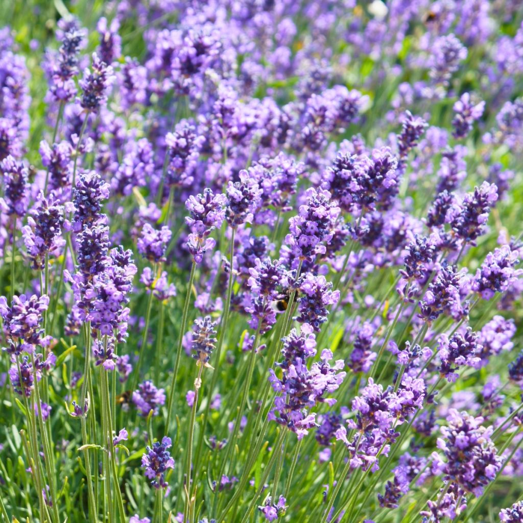 Lawenda wąskolistna Hidcote