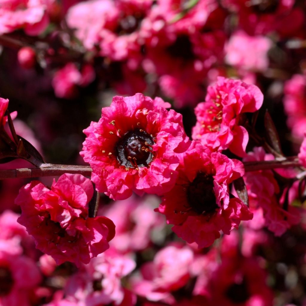 Leptospermum Red Damask