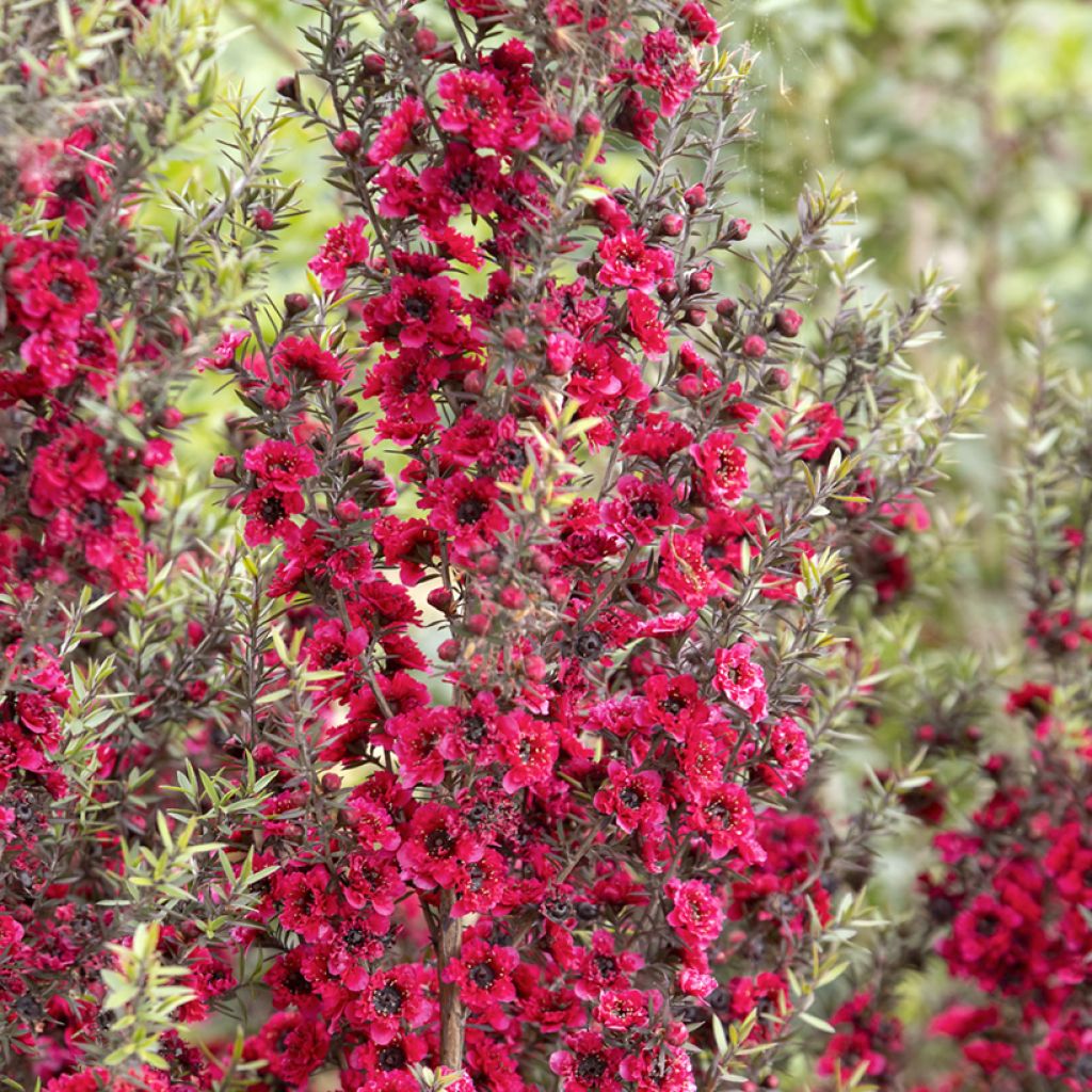 Leptospermum Red Damask