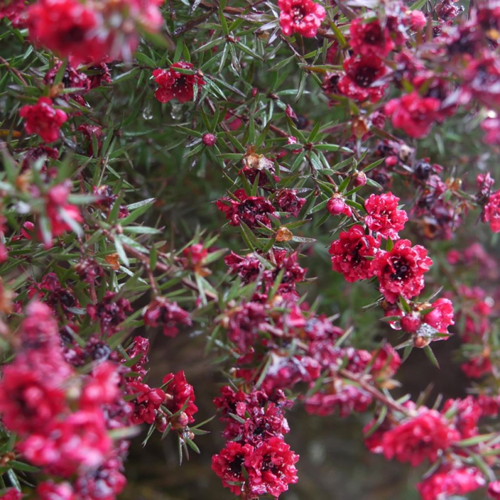 Leptospermum Red Damask