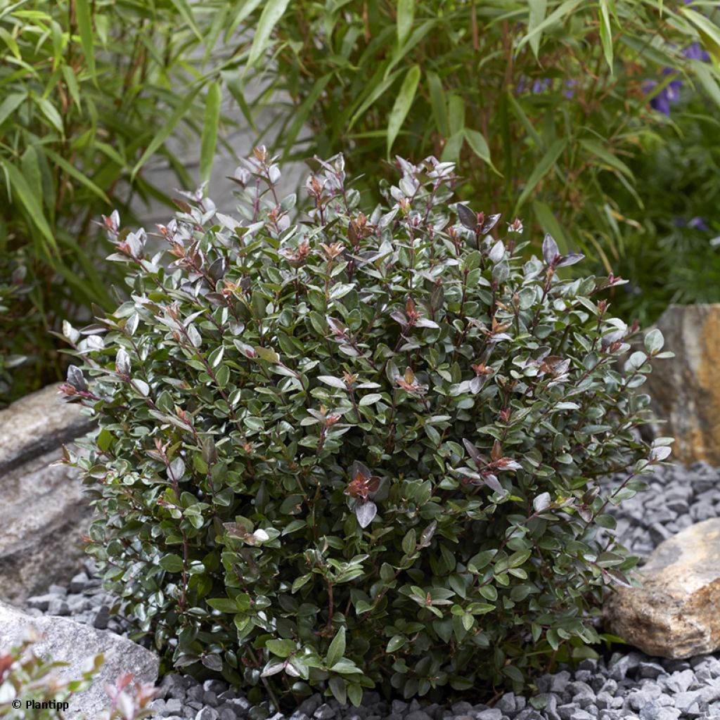 Suchodrzew mirtolistny Purple Storm