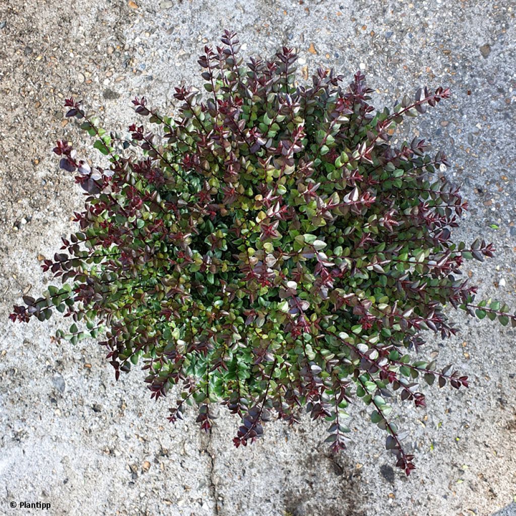 Suchodrzew mirtolistny Purple Storm