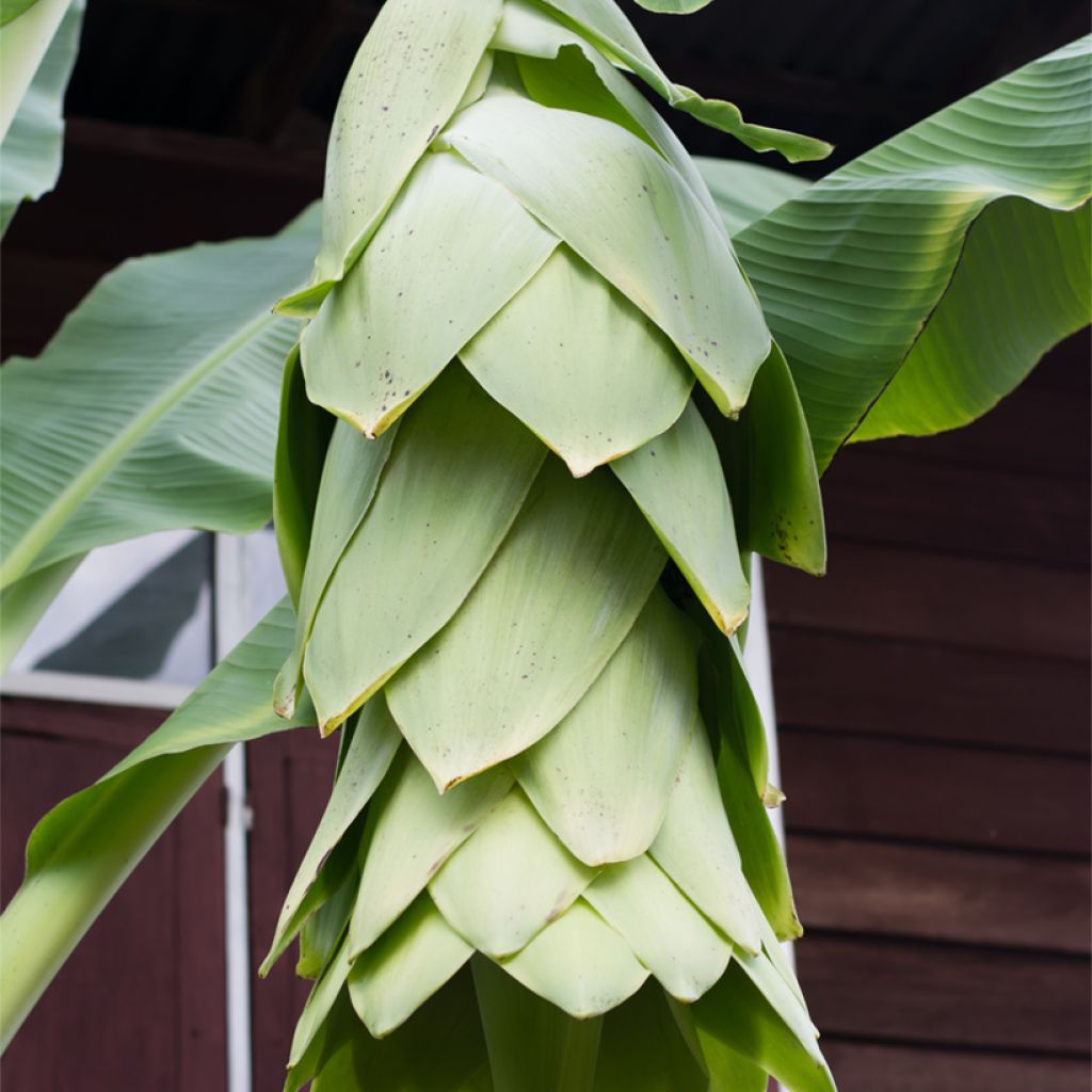 Bananowiec śnieżny - Ensete glaucum