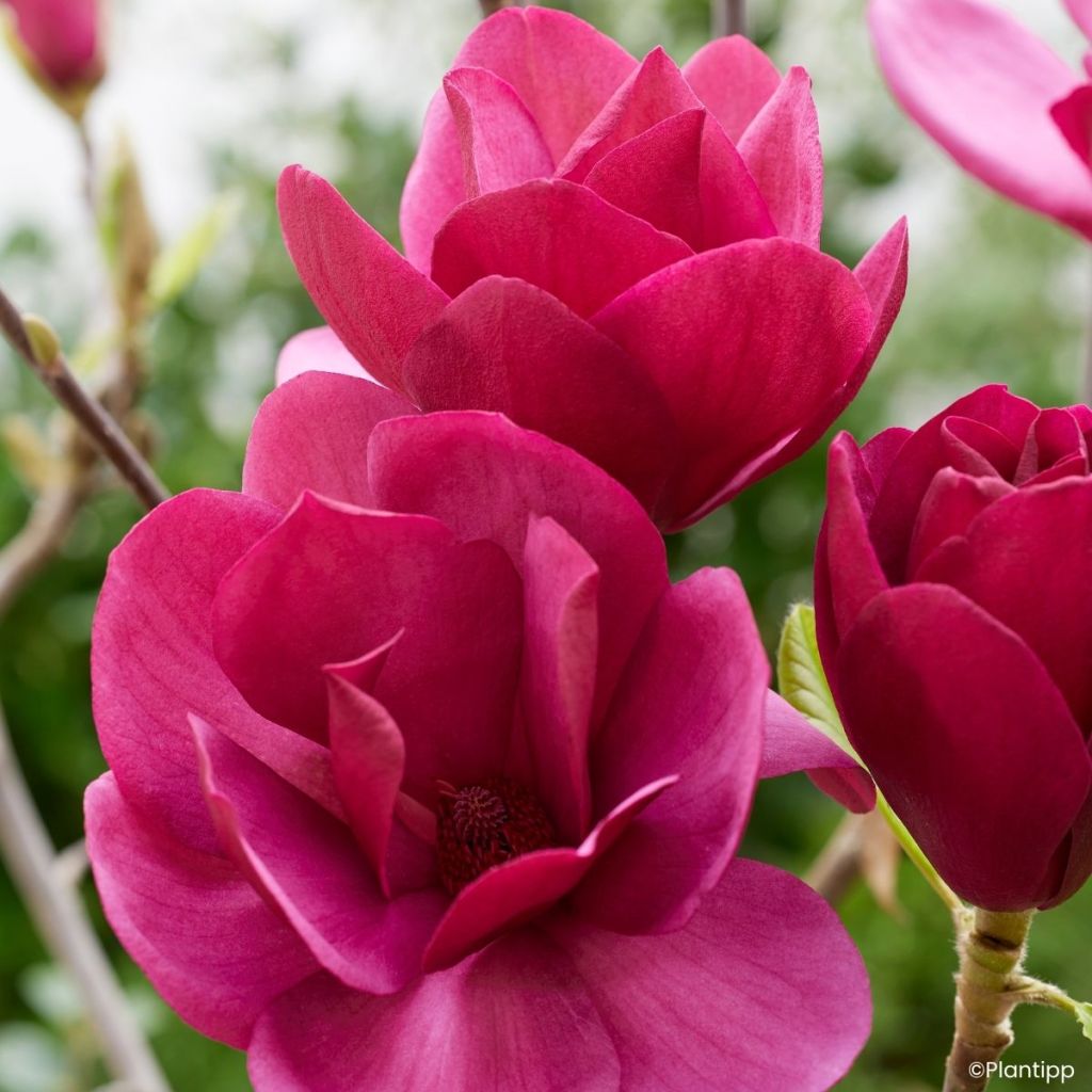 Magnolia Soulange'a Emperor