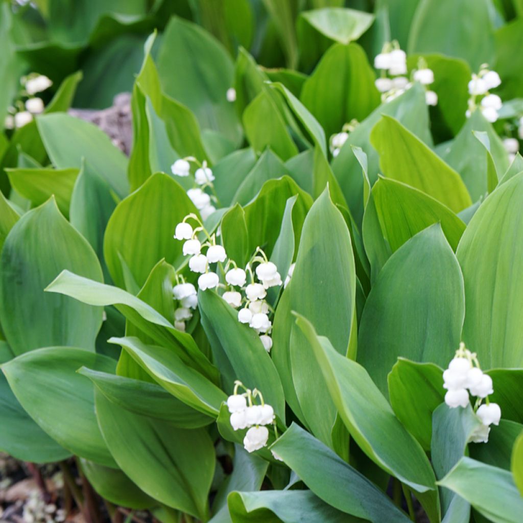 Konwalia majowa - Convallaria majalis