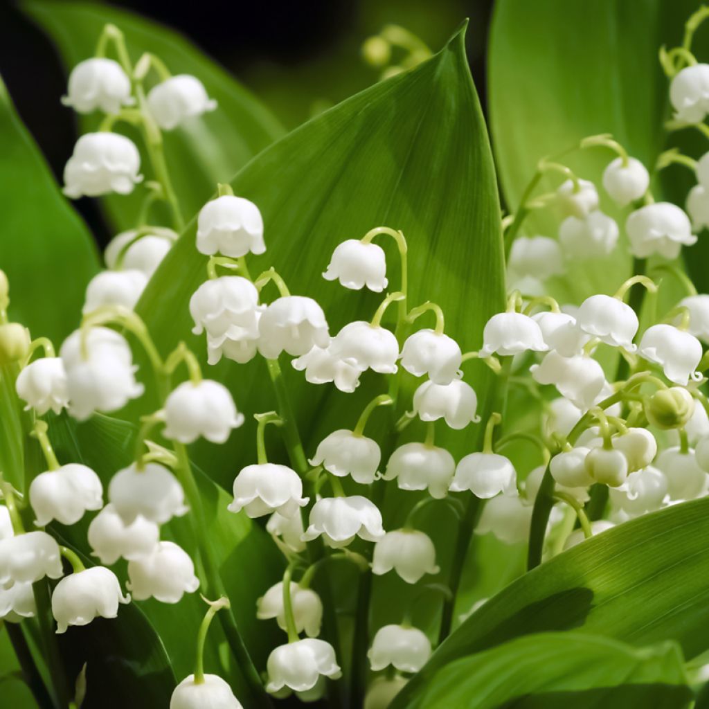 Konwalia majowa - Convallaria majalis