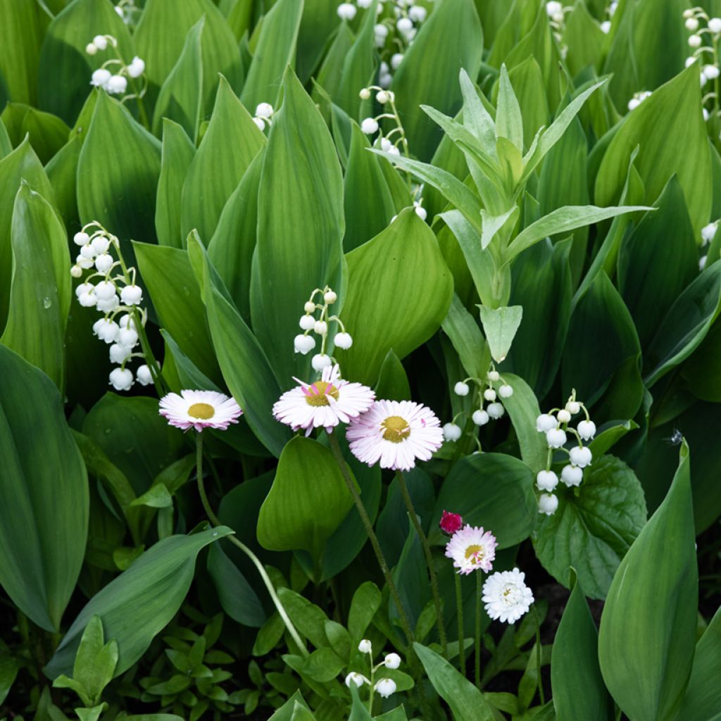 Konwalia majowa - Convallaria majalis