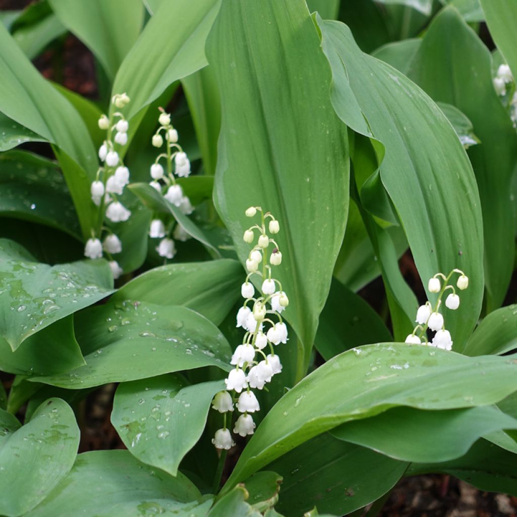 Konwalia majowa - Convallaria majalis