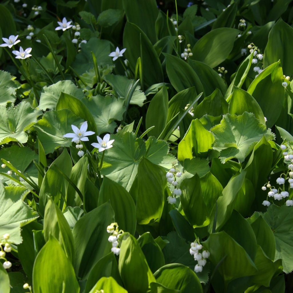 Konwalia majowa - Convallaria majalis