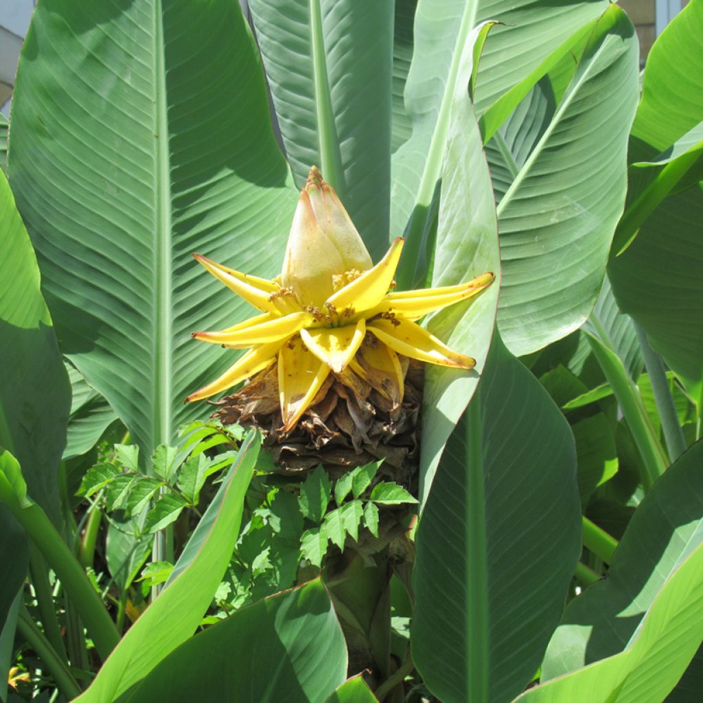 Musella lasiocarpa - Bananek chiński