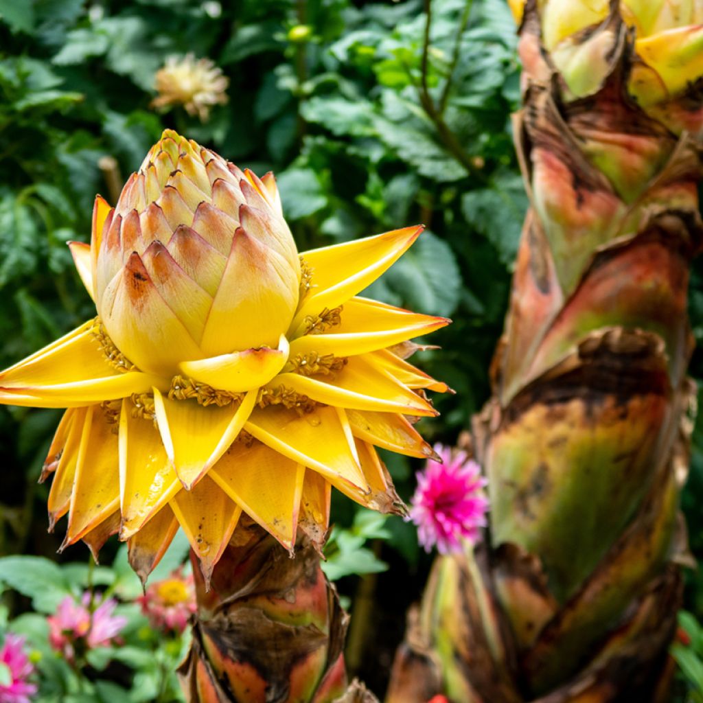 Musella lasiocarpa - Bananek chiński