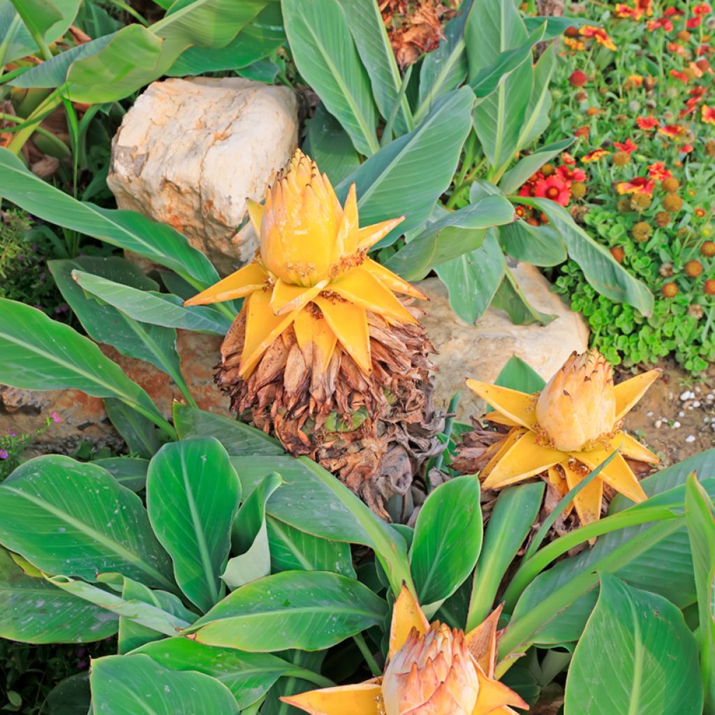 Musella lasiocarpa - Bananek chiński