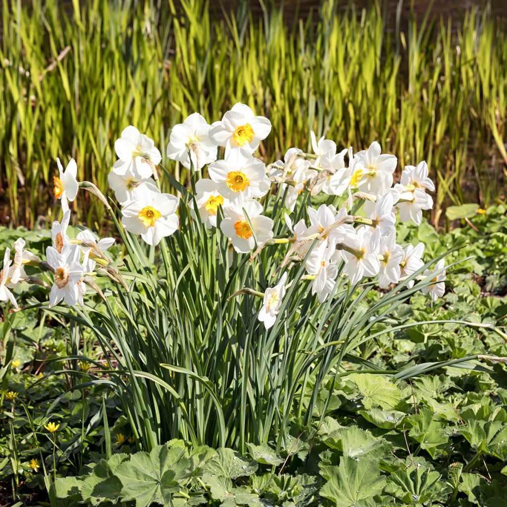 Narcyz poetycki Actaea