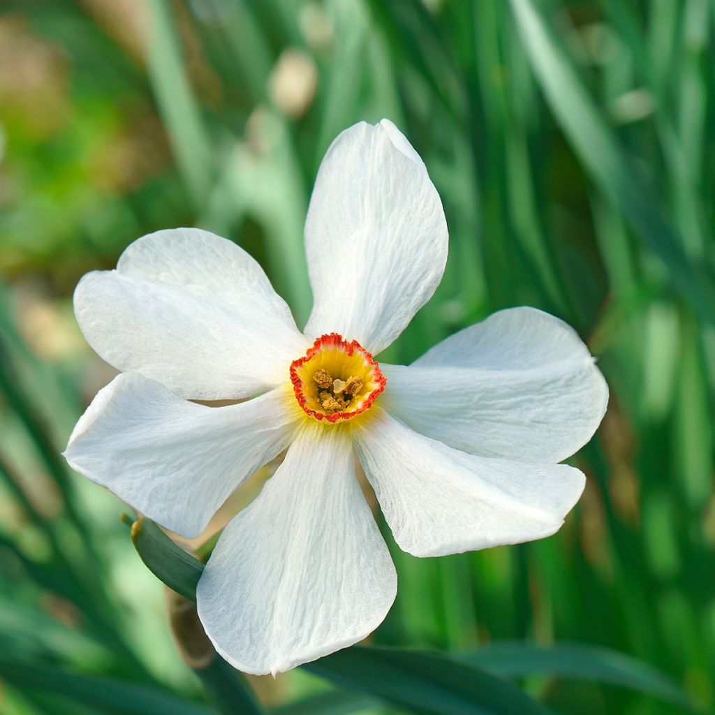 Narcyz poetycki Actaea