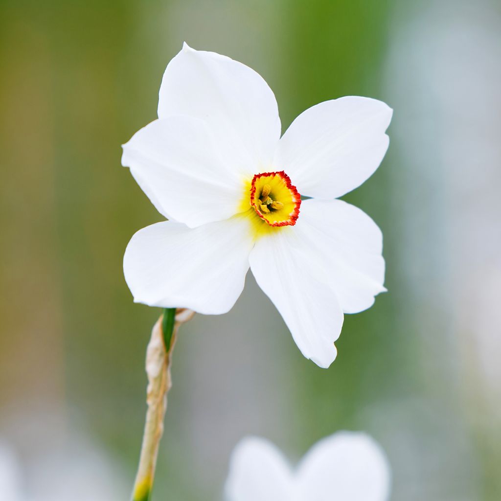 Narcyz poetycki Actaea