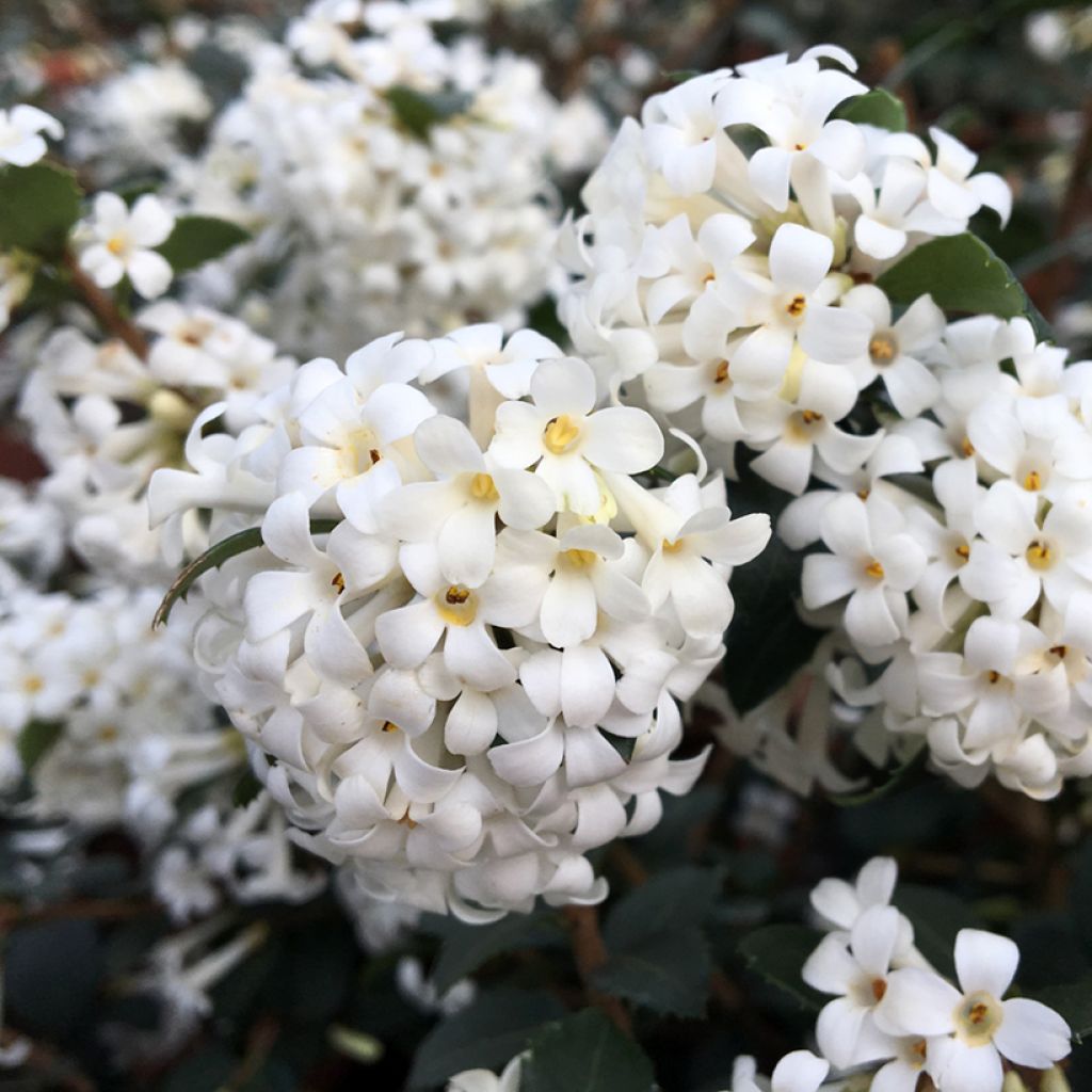 Osmantus Delavaya Perfume of Nature