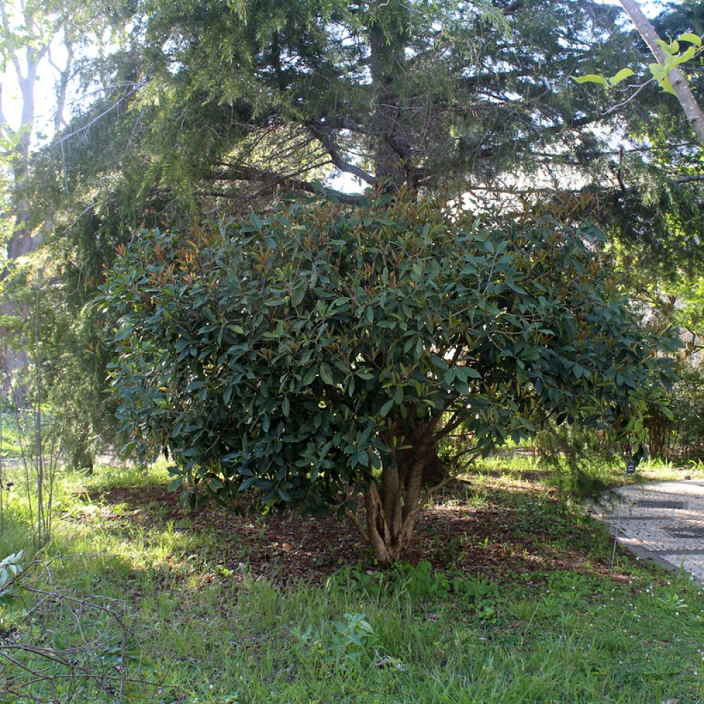 Wończa pachnąca - Osmanthus fragrans