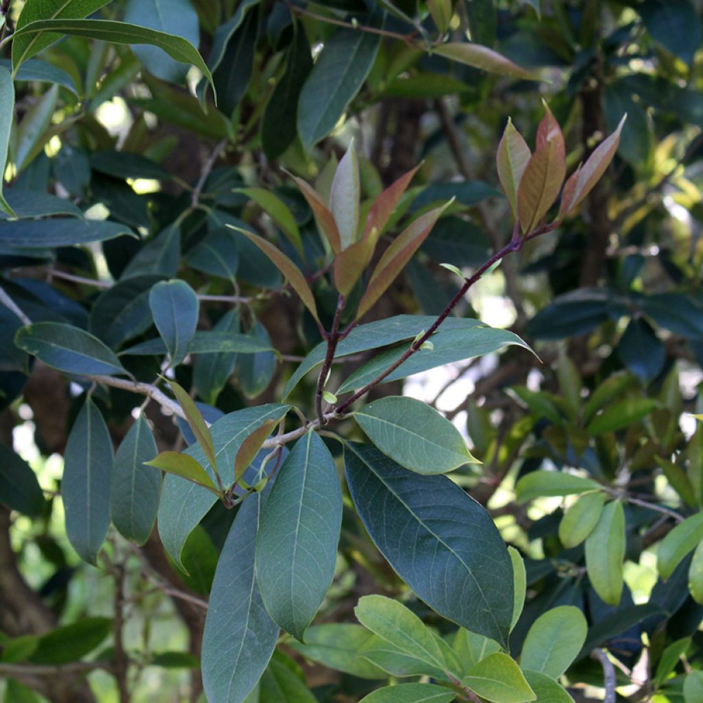 Wończa pachnąca - Osmanthus fragrans