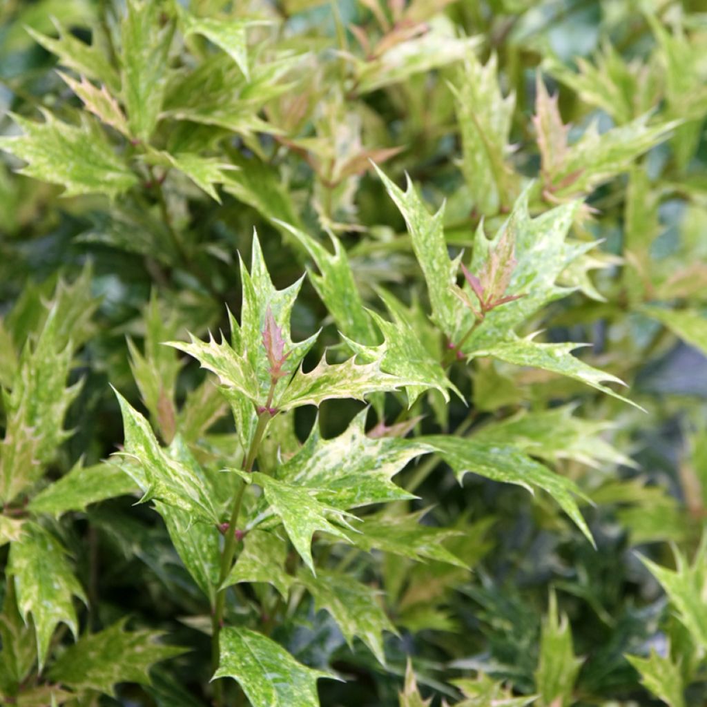 Osmantus kolczasty Tricolor