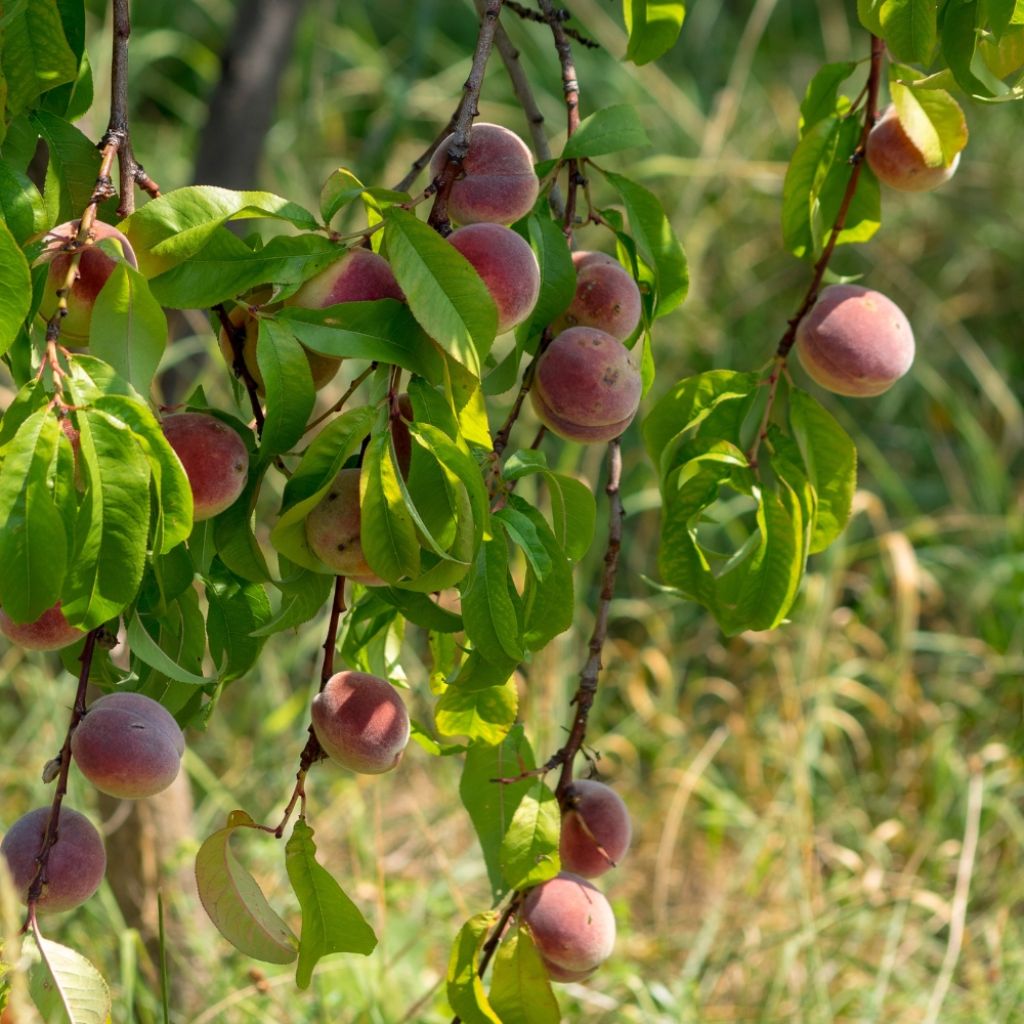 Brzoskwinia Sanguine vineuse