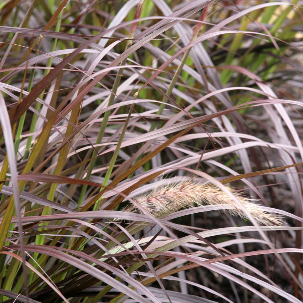 Cenchrus x cupreus Rubrum - Rozplenica obca