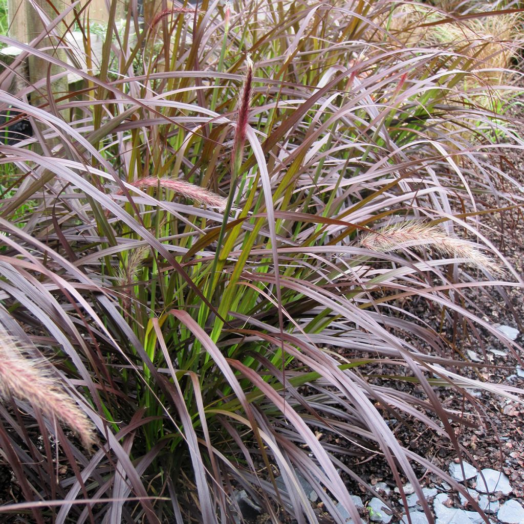 Cenchrus x cupreus Rubrum - Rozplenica obca