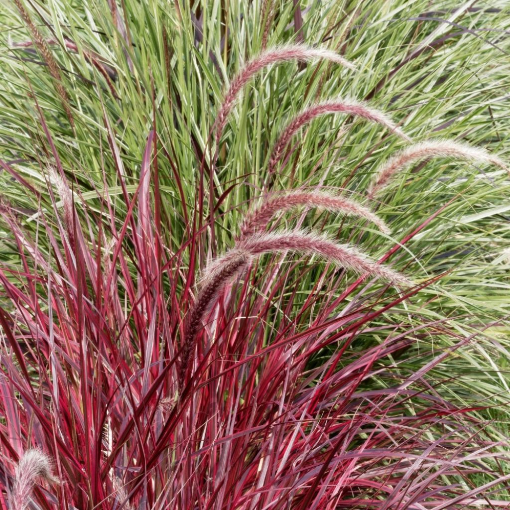 Cenchrus x cupreus Rubrum - Rozplenica obca